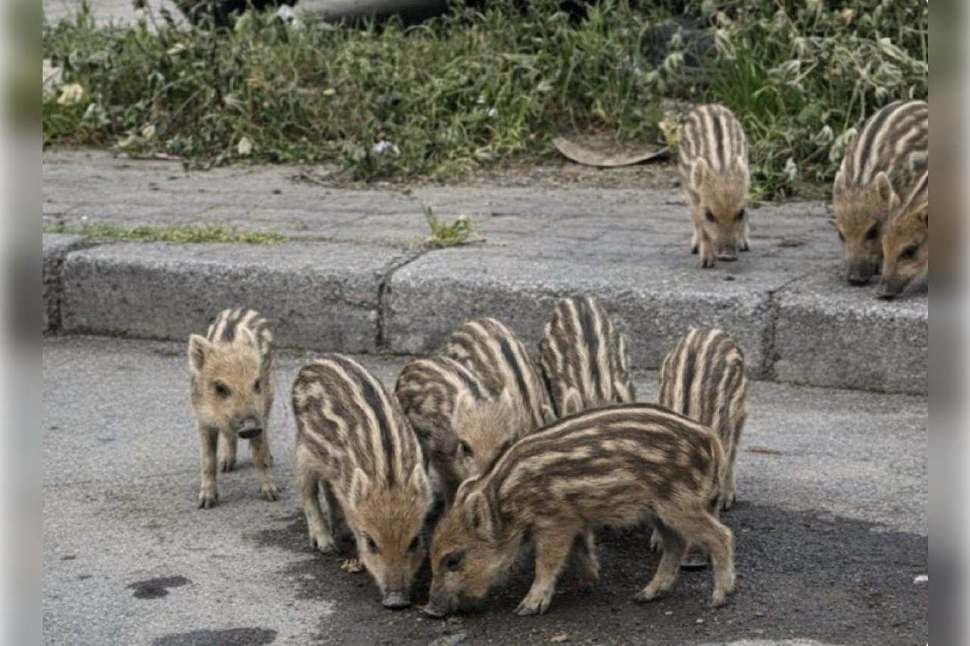 Balçova'da yaban domuzları park alanlarına indi
