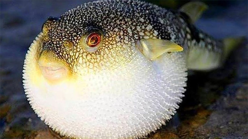 Uzmanlardan balon balığı için korkutan uyarı: En zehirli iki türü birden Türkiye'de