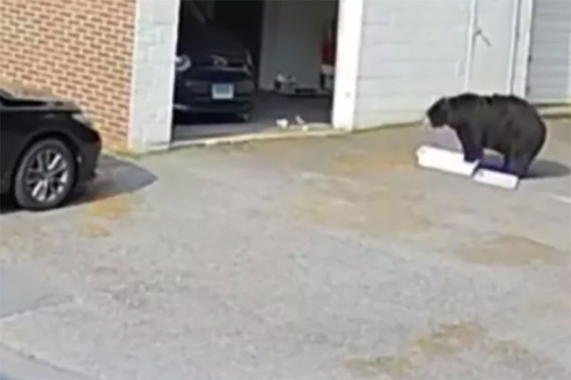 Aç ayı fırına dadandı: 60 adet keki yiyip kaçtı